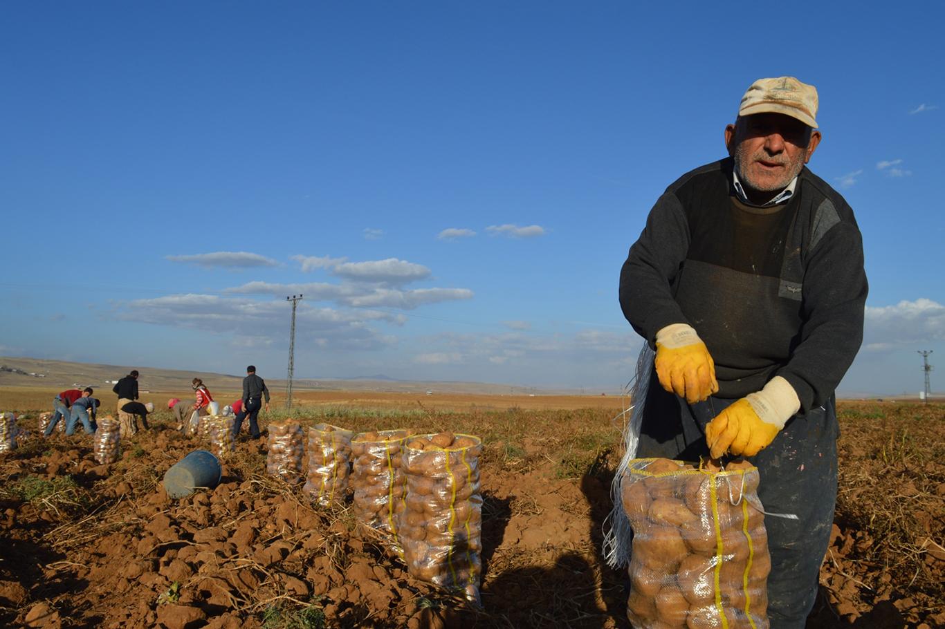 Ahlatlı patates üreticileri kan ağlıyor Ahlatlı patates üreticileri kan ağlıyor